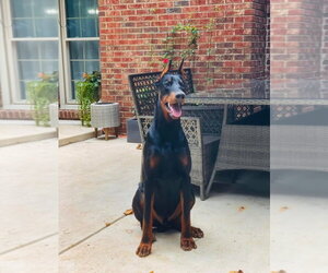 Keiser - Male Doberman Pinscher Dog for Adoption - Photo #4