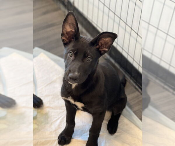 Medium Photo #8 Labrador Retriever-Unknown Mix Puppy For Sale in Dana Point, CA, USA