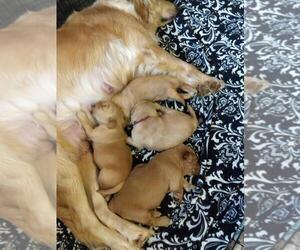 Mother of the Golden Retriever puppies born on 09/10/2022