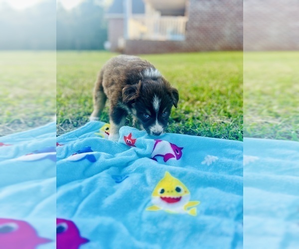 Medium Photo #3 Australian Shepherd Puppy For Sale in MOSELLE, MS, USA
