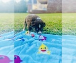 Small #2 Australian Shepherd