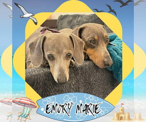 Dachshund Dogs for adoption in San Antonio, TX, USA
