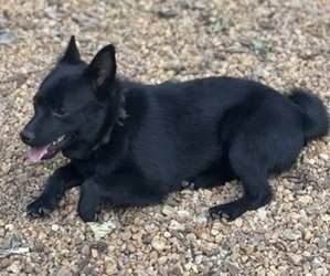 Schipperke Puppy for sale in BOYCE, VA, USA