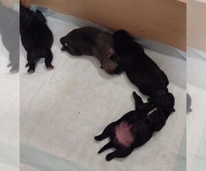 Pug Puppy for sale in SEYMOUR, IN, USA
