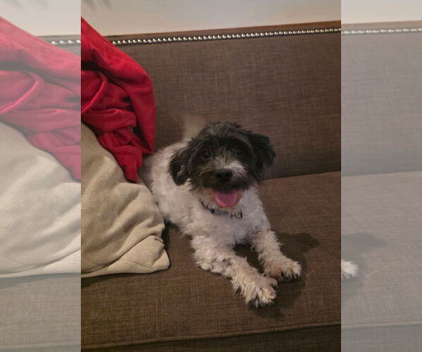 Medium Photo #1 Havanese Puppy For Sale in Sioux Falls, SD, USA