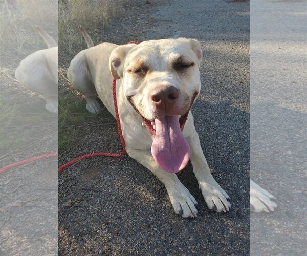 Medium Photo #7 American Pit Bull Terrier-Unknown Mix Puppy For Sale in Corona, CA, USA
