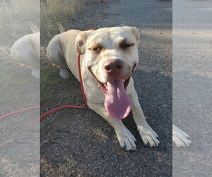 Honey Pie - Female Mutt Dog for Adoption - Photo #7