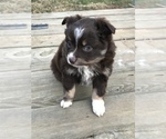 Small Photo #8 Miniature Australian Shepherd Puppy For Sale in BOWLING GREEN, KY, USA