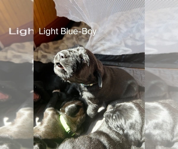 Medium Photo #4 Cane Corso-German Shorthaired Pointer Mix Puppy For Sale in CLAY CITY, KY, USA