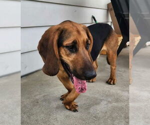Medium Basset Hound