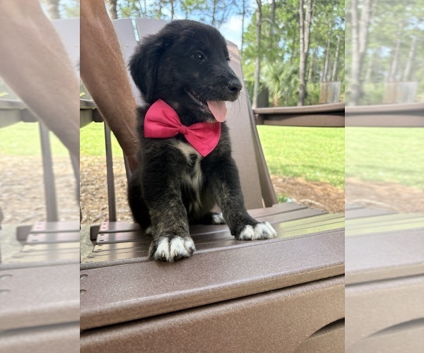 Medium Photo #34 Gollie Puppy For Sale in SANTA ROSA BEACH, FL, USA
