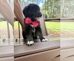 Small Photo #34 Gollie Puppy For Sale in SANTA ROSA BEACH, FL, USA
