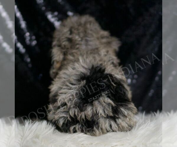 Medium Photo #6 Poodle (Toy) Puppy For Sale in WARSAW, IN, USA