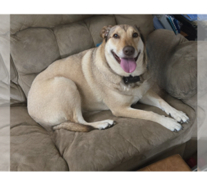 Medium Labrador Retriever Mix