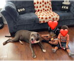Small #1 American Pit Bull Terrier-Catahoula Leopard Dog Mix