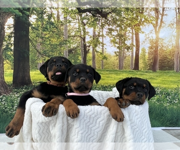 Full screen Photo #8 Rottweiler Puppy For Sale in MADERA, CA, USA