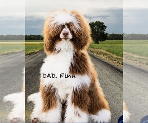 Father of the Poodle (Standard) puppies born on 01/12/2026