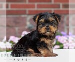 Small #2 Yorkshire Terrier