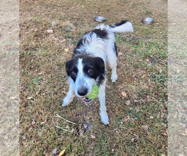 Medium Photo #4 Mutt Puppy For Sale in Brooklyn Center, MN, USA