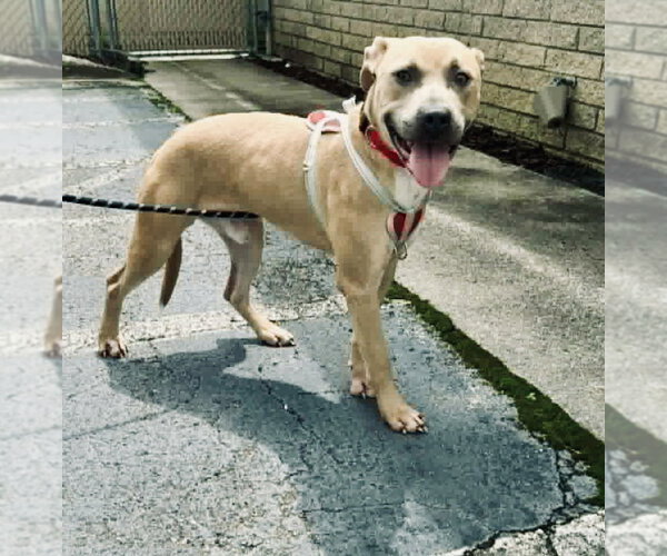 Medium Photo #3 American Pit Bull Terrier-Unknown Mix Puppy For Sale in Holly Springs, NC, USA