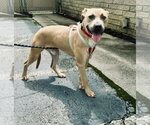 Small #2 American Pit Bull Terrier Mix