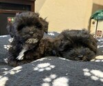 Puppy Rockie Maltipoo
