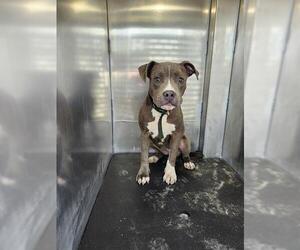 American Staffordshire Terrier-Unknown Mix Dogs for adoption in San Antonio, TX, USA