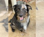 Small #4 Australian Shepherd