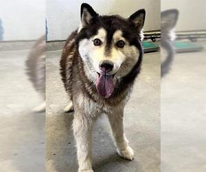 Siberian Husky Dogs for adoption in Camarillo, CA, USA