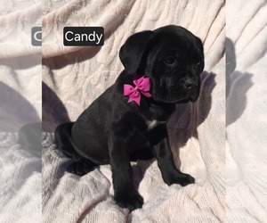 Cane Corso Puppy for sale in MINERAL WELLS, WV, USA