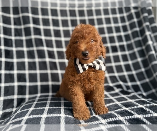 Medium Photo #7 Goldendoodle (Miniature) Puppy For Sale in LAKELAND, FL, USA