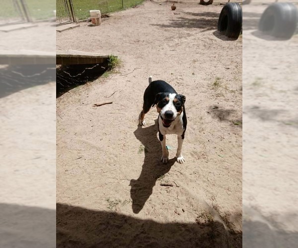 Medium Photo #7 Bernese Mountain Dog-Unknown Mix Puppy For Sale in Orangeburg, SC, USA
