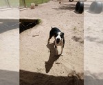 Small #6 Bernese Mountain Dog Mix