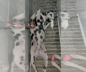 Mother of the Dalmatian puppies born on 12/10/2021