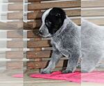 Small Photo #8 Australian Cattle Dog Puppy For Sale in HYDE PARK, VT, USA