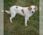 Small #1 American Foxhound-Beagle Mix