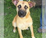 Small #1 German Shepherd Dog Mix