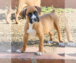 Small #2 Boxer