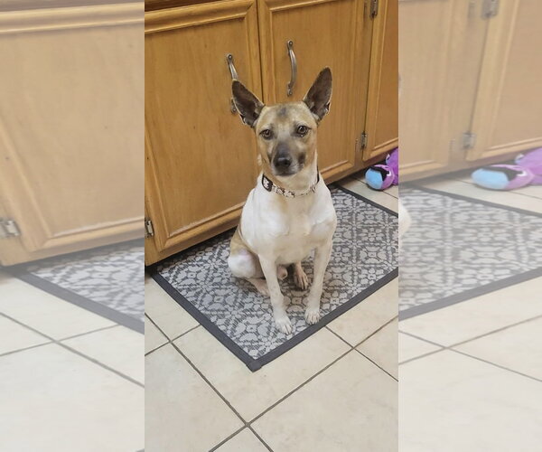 Medium Photo #2 Jack-Rat Terrier Puppy For Sale in Westwood, NJ, USA