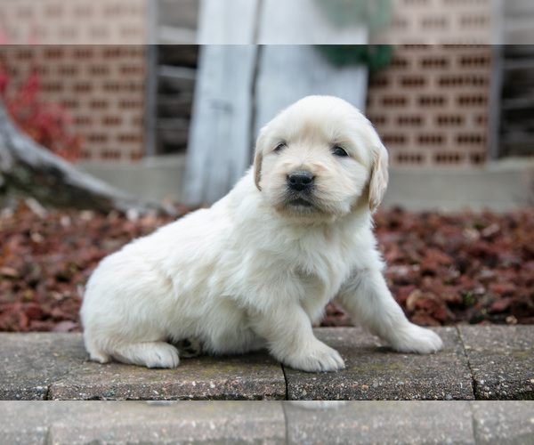 Medium Photo #24 English Cream Golden Retriever Puppy For Sale in ORRVILLE, OH, USA