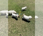 Small Photo #33 Great Pyrenees Puppy For Sale in MYAKKA CITY, FL, USA