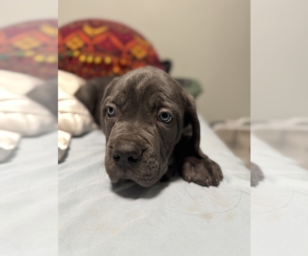 Medium Photo #8 Cane Corso Puppy For Sale in COLONIAL HEIGHTS, VA, USA