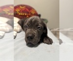 Small Photo #8 Cane Corso Puppy For Sale in COLONIAL HEIGHTS, VA, USA