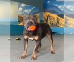 Small American Pit Bull Terrier Mix