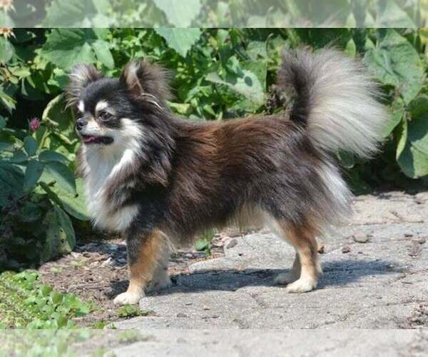 Medium Photo #1 Chihuahua Puppy For Sale in NEWVILLE, PA, USA