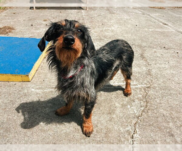 Medium Photo #1 Dachshund Puppy For Sale in McKinleyville, CA, USA
