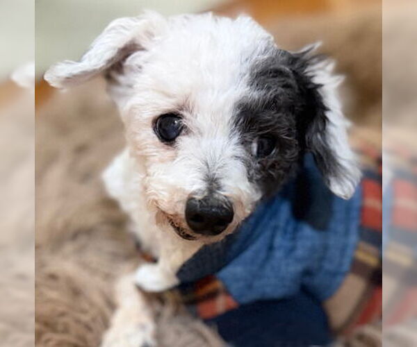 Medium Photo #17 Poodle (Toy)-Unknown Mix Puppy For Sale in Arlington, VA, USA