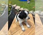 Small Photo #11 Bernedoodle-Bluetick Coonhound Mix Puppy For Sale in RINGTOWN, PA, USA