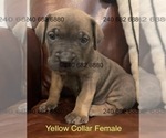 Puppy Yellow Collar F Cane Corso