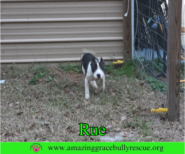 Medium Photo #5 Bulldog-Unknown Mix Puppy For Sale in Milton, FL, USA